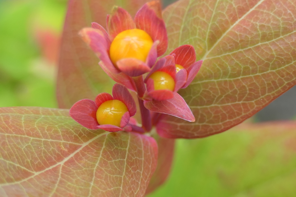 P1023703　つぼみ