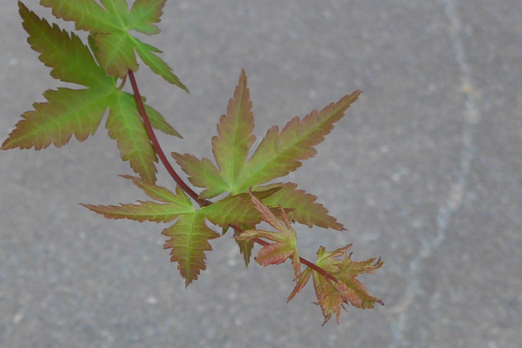 P1280206　伊豆 高源寺にて