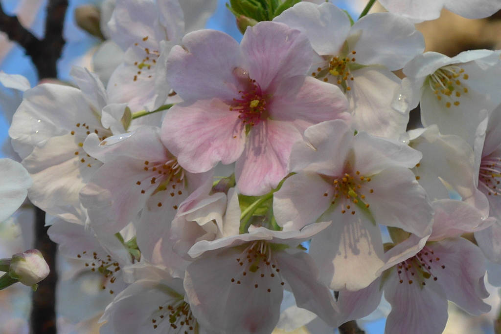 P1260511　大島桜