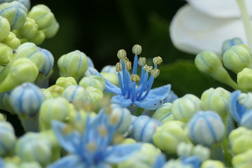 P1012068　アジサイの花