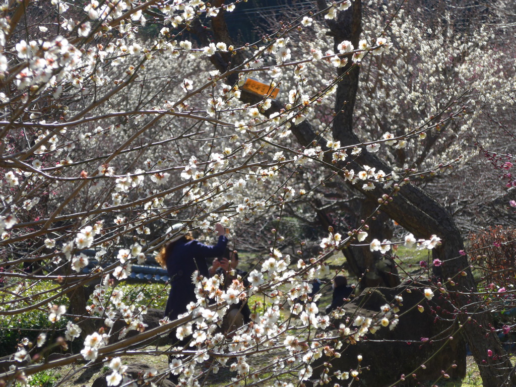 P1070219　熱海梅園にて