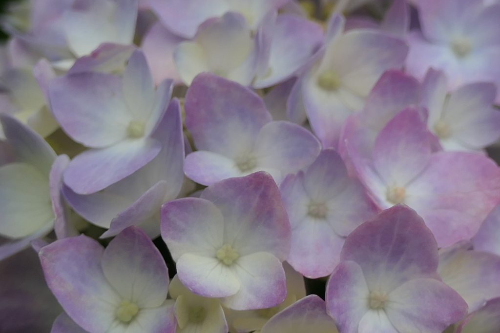 P1045814　紫陽花