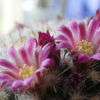 P1058014　サボテンの花