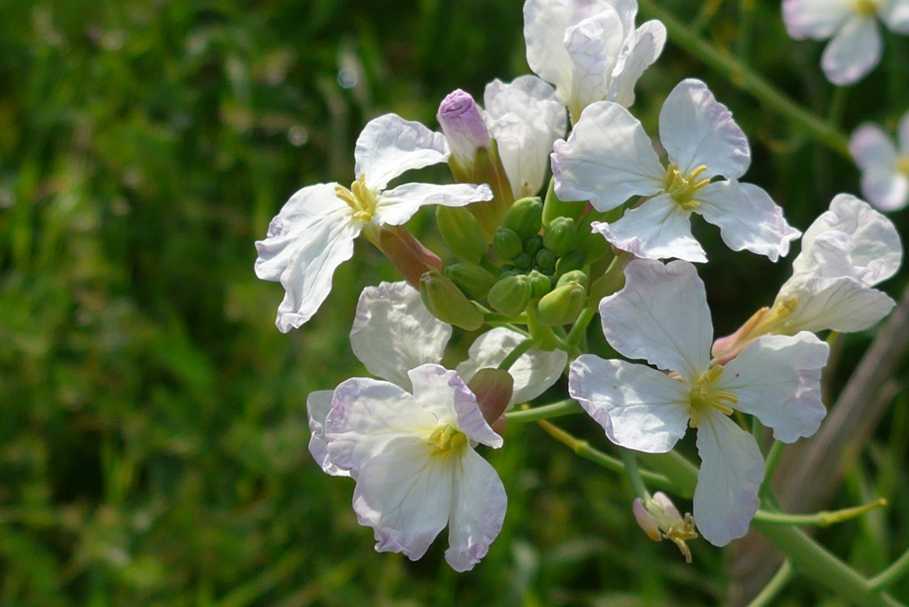 P1140521　大根の花