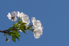 P1350355　白い桜