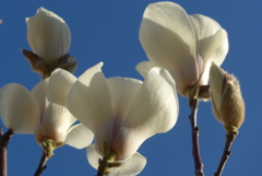 P1200841　自然への愛（花言葉）