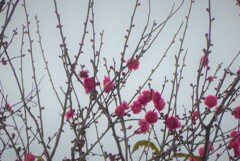 P1250839 (2)　春の訪れ