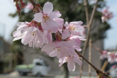 P1023555　しだれ桜