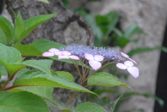 P1270597　ヤマアジサイ