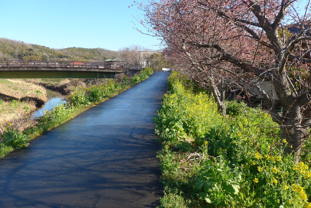 P1370585　春の散歩道