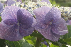 P1068876　雨上がりの紫陽花