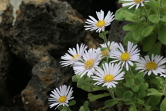 P1069466　菊