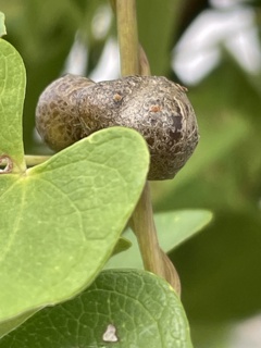 IMG_0253　ヤマイモのムカゴ