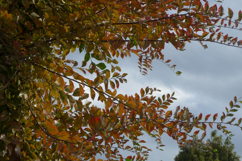 P1390208　アキニレ