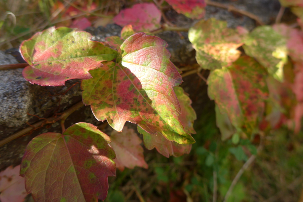 P1390323　朝の光に