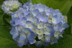 P1080234　紫陽花
