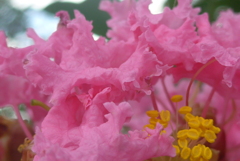 P1280054　ふんわり