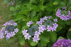 R0352474　Shall We Dance？