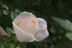 P1080594　ミニバラ