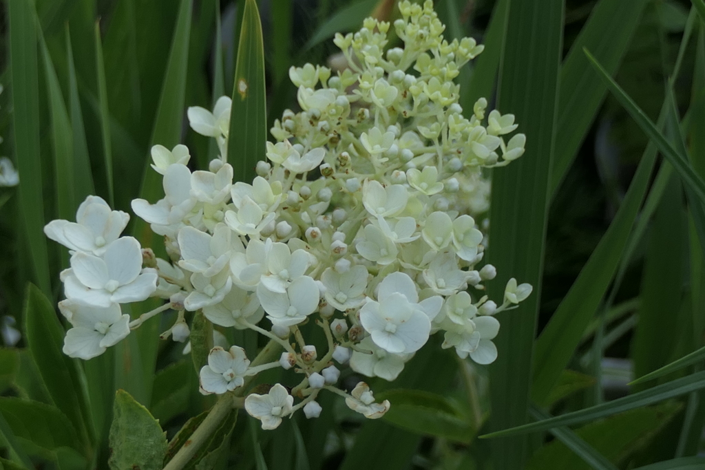 P1046692　ノリウツギ