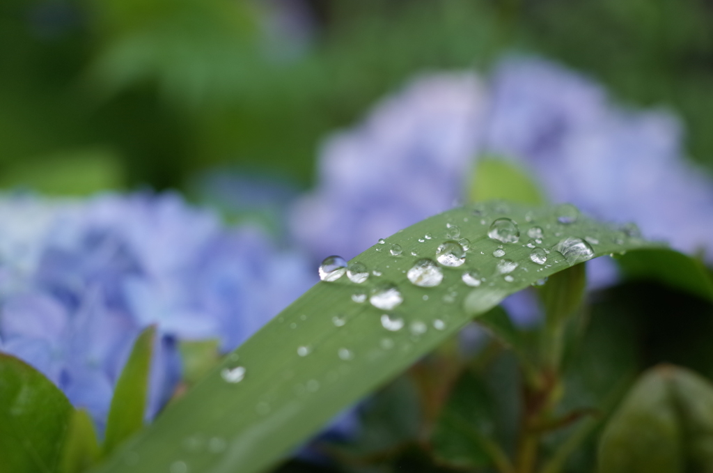 R0353622　水玉