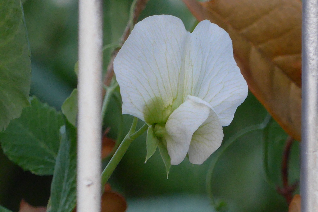 P1250943　エンドウの花