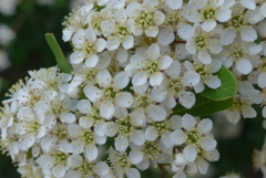 P1270198　ピラカンサスの花