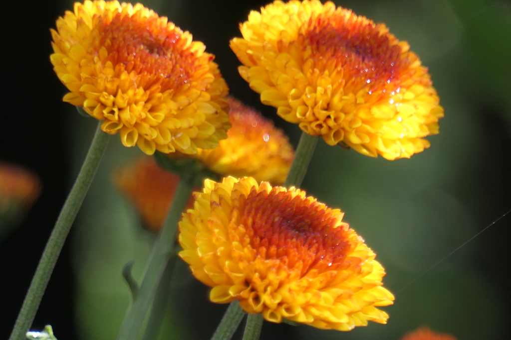 P1069428　菊