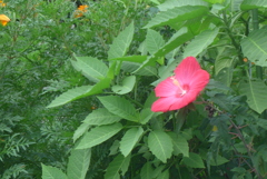 P1360673　大きな芙蓉