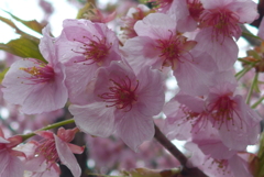 P1370540　河津桜