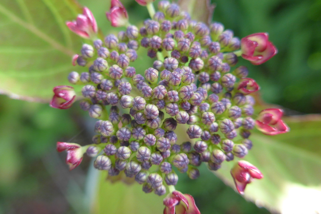 P1090346　咲き始めの時