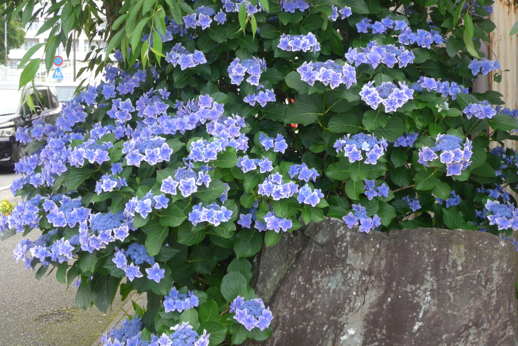 P1380767　忍耐強い愛情