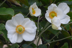 P1250238　ひそやかに
