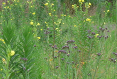 P1240089　夏の野原