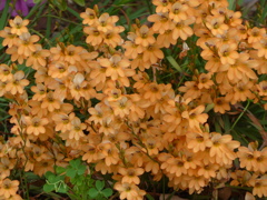 P1080764　よろこび