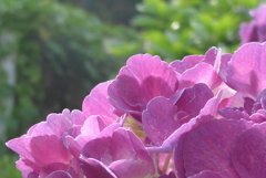 P1090865　朝日に