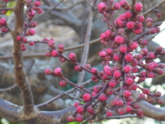 P1070474　紅梅