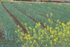 P1035301　春の畑