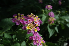 R0352843　ランタナ