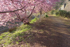 P1200333　桜の散歩道