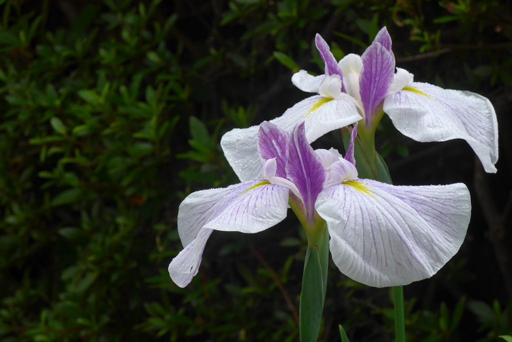 P1230138　花菖蒲