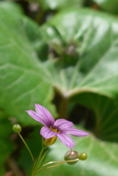 P1220481　ニワゼキショウ