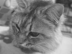 P1070076　ねこさん