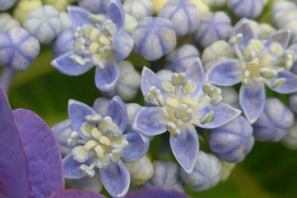 P1230500　紫陽花の花