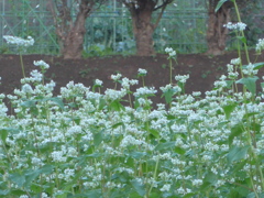 P1120239　ソバ