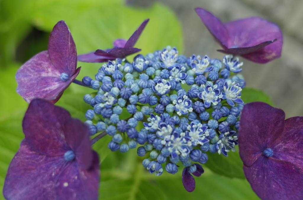 R0353161　紫陽花