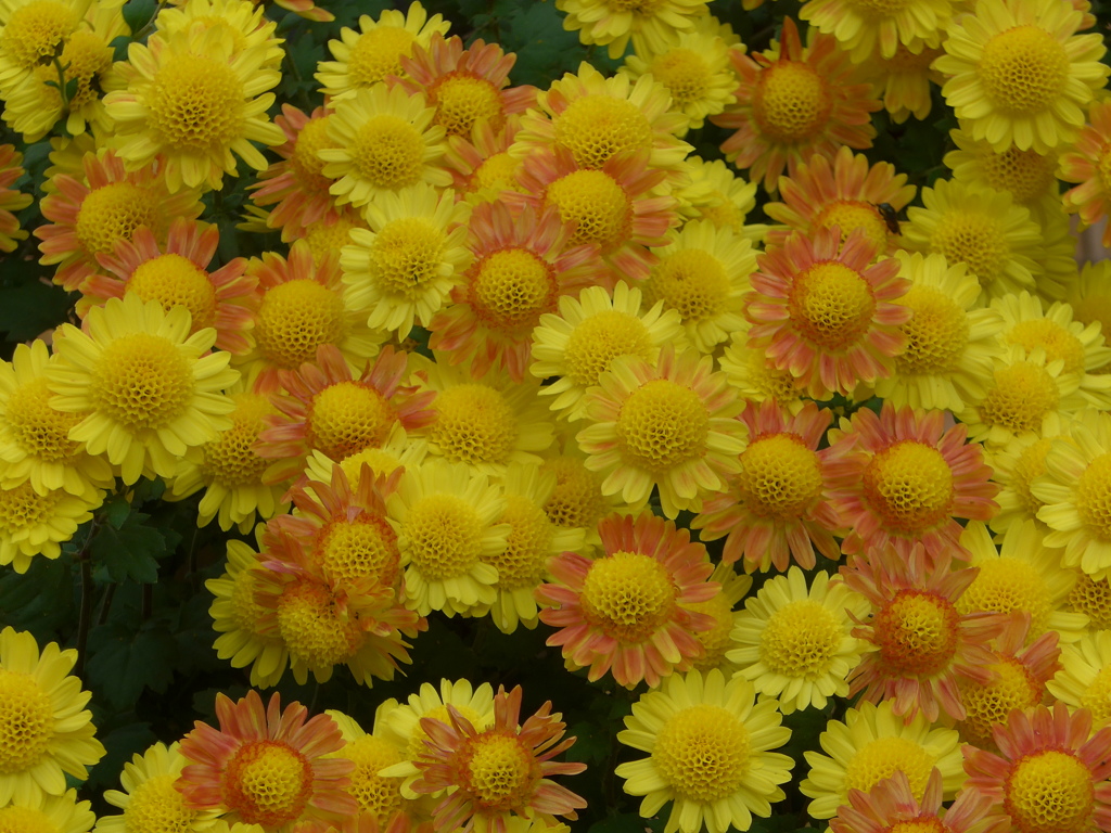 菊