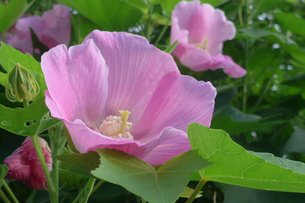 P1330886　繊細な美（花言葉）