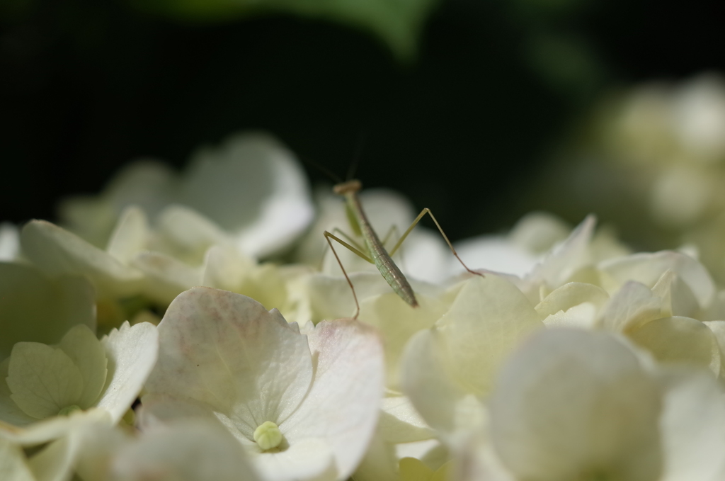 R0353567　カマキリちゃんのおさんぽ
