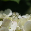 R0353567　カマキリちゃんのおさんぽ